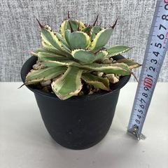 アガベ　吉祥冠の画像