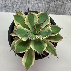 アガベ　吉祥冠の画像