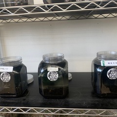 宇部市　メダカ　めだかの画像