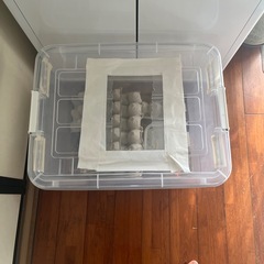 デュビア成虫オス全部の画像