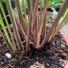 レモングラス苗3
本セット　の画像