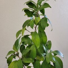 ガジュマルの画像