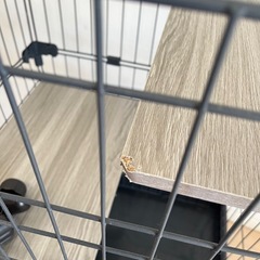 キャットケージ、アイリスオーヤマの画像