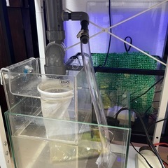 海水魚オーバーフローガラス水槽 セットの画像