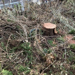 訂正！大竹市で枝葉載せ