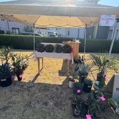 クリスマスリース　観葉植物　ヤシ　アガベ　マルシェ　ロストラータ　サボテンの画像