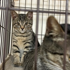 生後３ヶ月半、元気なキジトラ美人ちゃん！