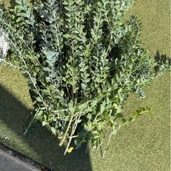 【無料！本日限り】ミモザとユーカリの画像