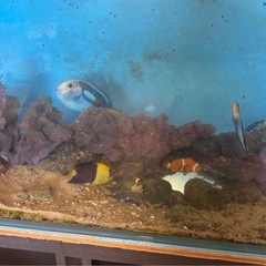 海水水槽　ADA 120cm　生体込み　 の画像