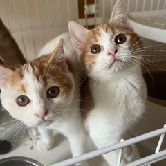 里親募集します🐱