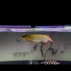 アロワナカリマンタンレッドの画像