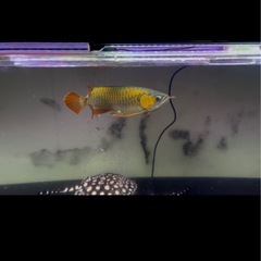 アロワナカリマンタンレッドの画像