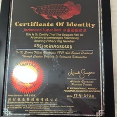 アロワナカリマンタンレッドの画像