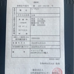 アロワナカリマンタンレッドの画像