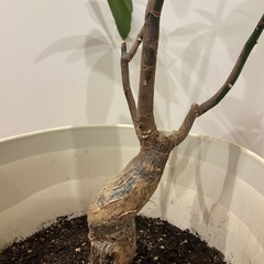 パキラ 鉢付きの画像