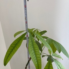 パキラ 鉢付きの画像