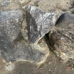 庭石　あげます。の画像