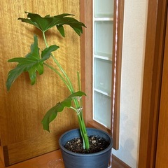 セローム鉢付の画像