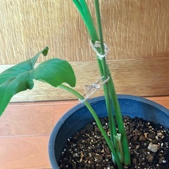 セローム鉢付の画像