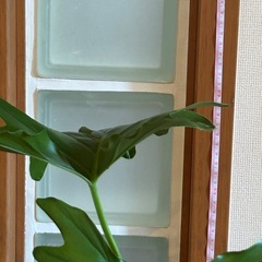 セローム鉢付の画像