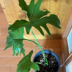 セローム鉢付の画像