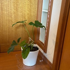 セローム鉢付の画像