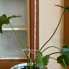 セローム鉢付の画像