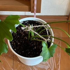 セローム鉢付の画像