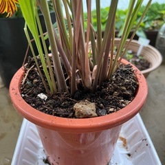 レモングラス苗3 本セット　の画像