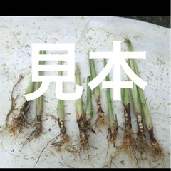 レモングラス苗3 本セット　の画像