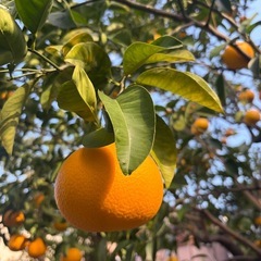 はっさく みかん 1個100円の画像