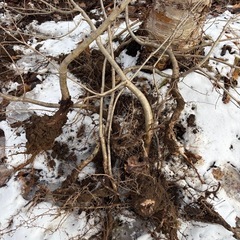 ミズナラ　苗　の画像