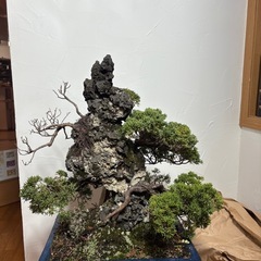 真柏　盆栽の画像