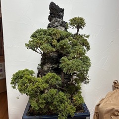 真柏　盆栽の画像