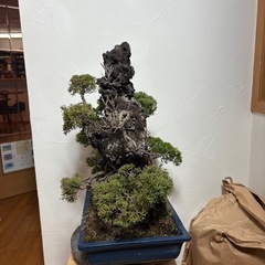 真柏　盆栽の画像