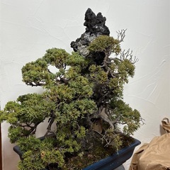 真柏　盆栽の画像