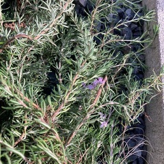 ローズマリー　剪定したものの画像