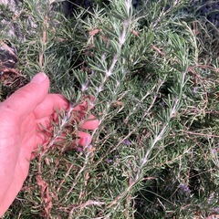 ローズマリー　剪定したものの画像