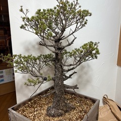 瑞祥　五葉松　盆栽の画像
