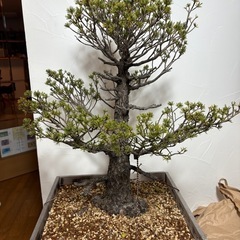 瑞祥　五葉松　盆栽の画像