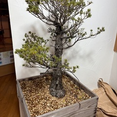 瑞祥　五葉松　盆栽の画像