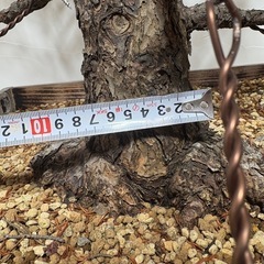 瑞祥　五葉松　盆栽の画像