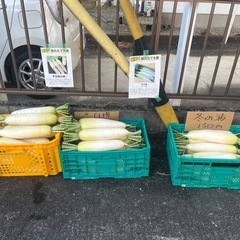 大根の画像