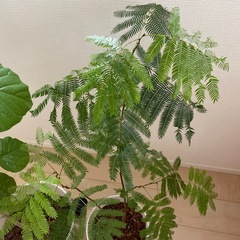 観葉植物　の画像