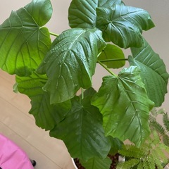 観葉植物　の画像