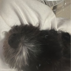 ミックス犬のご家族を募集させていただきます 推定6~7歳です