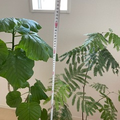 観葉植物　の画像