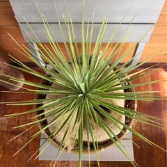 ユッカ ロストラータの画像