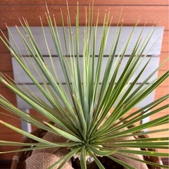 ユッカ ロストラータの画像