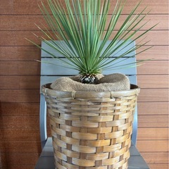 ユッカ ロストラータの画像